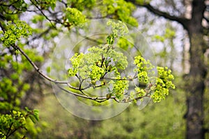 Beautiful branch of a flowering maple tree close up