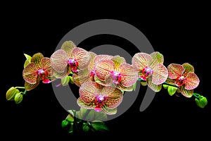 Beautiful branch of golden yellow phalaenopsis orchids with black background