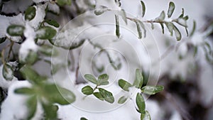 Beautiful branch with green leaves in late fall or early winter under the snow. First snow, snow flakes fall, close-up.