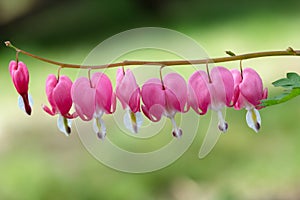 Pink flowers of Bleeding heart hanging on the branch in the garden
