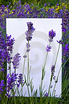 A beautiful branch of lavender lies on a white background