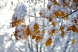 Beautiful branch with orange and yellow leaves in late fall or early winter under first snow