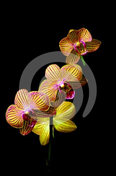 Beautiful branch of phalaenopsis blume golden pink orchids with black background