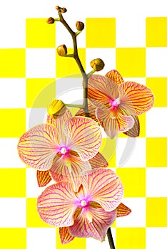 Beautiful branch of phalaenopsis blume red orchids with abstractbackground