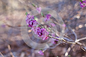 Beautiful branch with pink mezereum in the nature