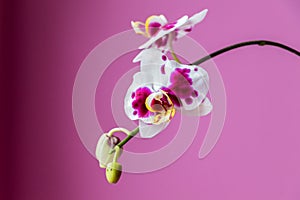 Beautiful branch of pink orchids
