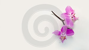 Beautiful branch of pink orchids isolated banner format