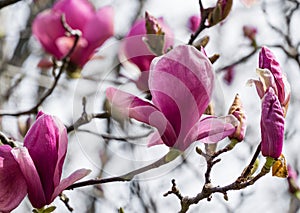 Beautiful branch of pink purple Magnolia Soulangeana Verbanica flower in spring Arboretum Park Southern Cultures in Sirius