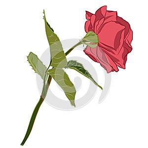 Beautiful branch of pink rose, isolated on white background. Botanical flower silhouette. Flat stylization vintage color