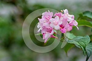 Beautiful branch of pink weigela flowers in the garden at summertime