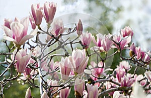 Beautiful branch of pink white Magnolia Soulangeana Alexandrina flower in spring Arboretum Park Southern Cultures in Sirius Adler