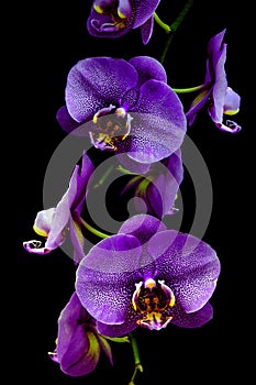 Beautiful branch of purple phalaenopsis orchids with black background