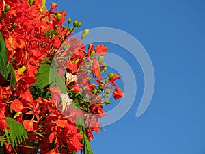 Beautiful branch of red flowers Flame tree (Delonix regia) against the blue sky.