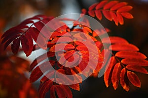 Beautiful branch with red leaves