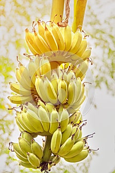 Beautiful branch with ripening bananas in the sunlight. Tropics. Palma.
