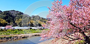 Beautiful branch of Sakura cherry blossom or pink flower blooming with river or lake, mountain and clear blue sky background