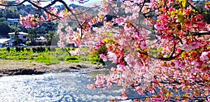 Beautiful branch of sakura cherry blossom or pink flower blooming with sunlight in morning, river or lake and village background