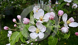 Beautiful branch of spring blooming apple tree