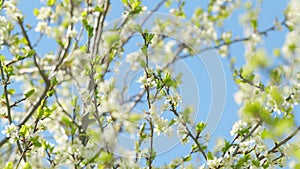 Beautiful branch on spring day. Blossom cherry white flower tree on nature background. Slow motion.