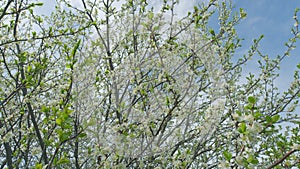 Beautiful branch on spring day. Blossom cherry white flower tree on nature background. Slow motion.