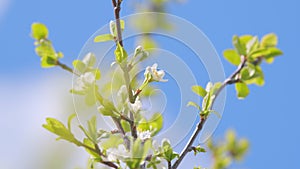 Beautiful branch on spring day. Blossom cherry white flower tree on nature background. Slow motion.