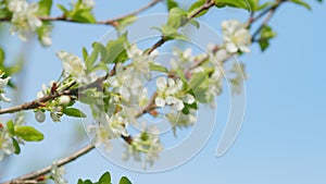 Beautiful branch on spring day. Blossom cherry white flower tree on nature background. Slow motion.