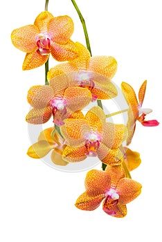 Beautiful branch of unusual spotted orange orchid, phalaenopsis