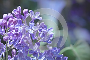 Beautiful branch of violet blue lilac flowers, natural background, landscape of nature