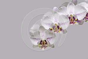 Beautiful branch of white orchid with purple drops flower Phalaenopsis `Radiance` Moth Orchid or Phal on bright gray background