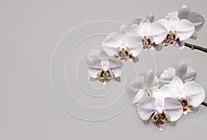 Beautiful branch of white orchid with purple drops flower Phalaenopsis `Radiance` Moth Orchid or Phal on bright gray background