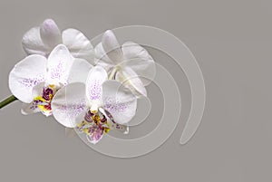 Beautiful branch of white orchid with purple drops flower Phalaenopsis `Radiance` Moth Orchid or Phal on bright gray background