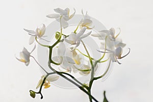 Beautiful branch of white orchids isolated on a white background in sun ligth rays