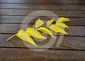 Beautiful branch with yellow leaves on the wooden table