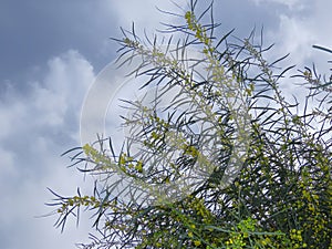 Beautiful branch of yellow mimosa flowers against the blue sky in spring in Israel.