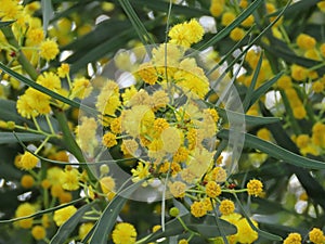 Beautiful branch of yellow mimosa flowers in spring in Israel close-up.