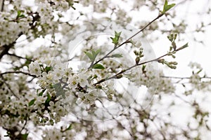 Beautiful branches of blossoming cherry against the blue sky.