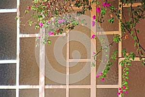 Beautiful branches with bougainvillea flowers against the background of windows made of opaque glasses