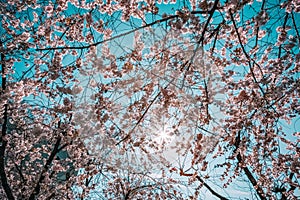 Beautiful branches with cherry blossom flowers against the bright blue sky
