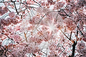 Beautiful branches with cherry blossom flowers against the bright sky