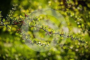 Beautiful branches of a cydonia bush in spring. Orange cydonia flower buds.