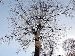 Beautiful branches of a dark tree with fallen leaves against the gray autumn sky. the concept of nostalgia and completion