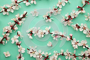 Beautiful branches of pink Cherry blossoms on mint background. Spring season, Nature floral background