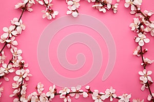 Beautiful branches of pink Cherry blossoms on pink background. Spring season, Nature floral background