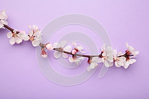 Beautiful branches of pink Cherry blossoms on purple background. Spring season, Nature floral background