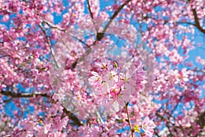 Beautiful branches of pink Cherry blossoms on the tree under blue sky. Sakura flowers during spring season in the park