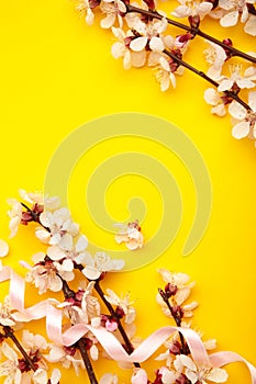 Beautiful branches of pink Cherry blossoms on yellow background. Spring season, Nature floral background