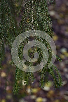 Beautiful branches of spruce closeup on a very blurry background lit by the sun