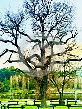 Beautiful branches of tree in front of the EUR lake