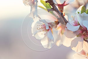 Beautiful branches of white and pink Cherry blossoms on the tree. Beautiful Sakura flowers at spring in the park, nature