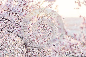 Beautiful branches of white and pink Cherry blossoms on the tree. Beautiful Sakura flowers at spring in the park, nature